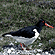 Oystercatcher