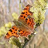 Comma