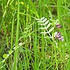 Bush Vetch