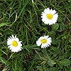 Common Daisy