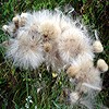 Creeping Thistle
