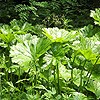 Indian Rhubarb (tall bristly stem; pink flowers)