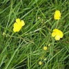 Meadow Buttercup