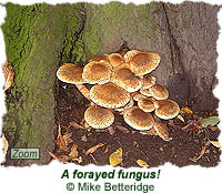 Forayed fungus!